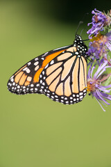 Obraz premium monarch butterfly on a flower on a green background