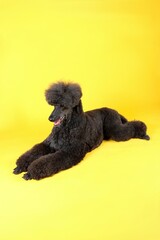 black royal poodle isolated on color background
