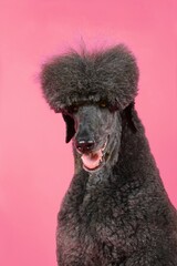 black royal poodle isolated on color background