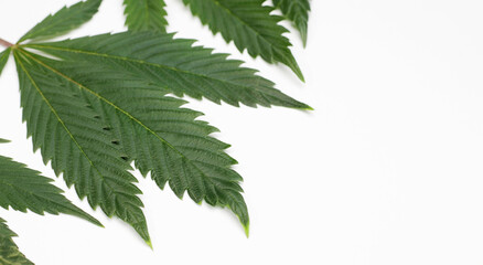 Green cannabis leaves white background