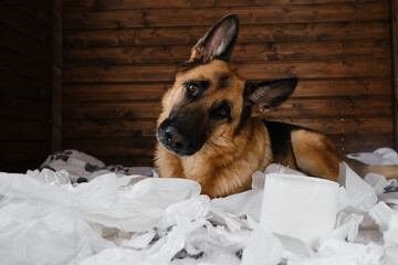 Young crazy dog is making mess at home. Dog is alone at home entertaining by eating toilet paper....