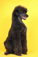 black royal poodle isolated on color background