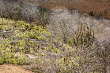 Brazilian Caatinga biome. Typical vegetation, Macambira (Bromeliaceae) and Xique xique (cactus) of the northeast region in Araruna, Paraíba, Brazil.