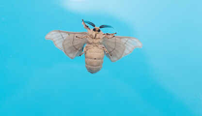 Silk moth on blue background