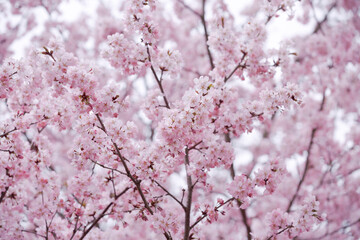 Trees with pink flowers. cherry branches bloom in spring. spring floral pink background