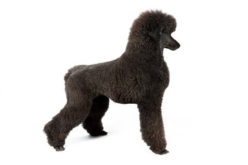 black royal poodle isolated on white background 