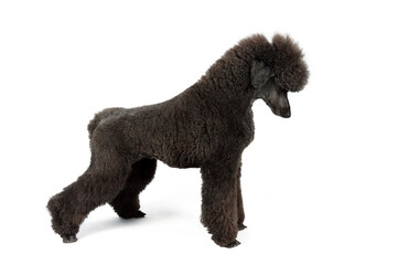 black royal poodle isolated on white background 