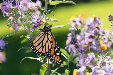 monarch butterfly on flower