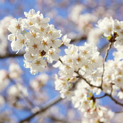 Naklejka premium 大阪桜ノ宮 桜並木