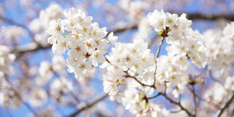 大阪桜ノ宮　桜並木