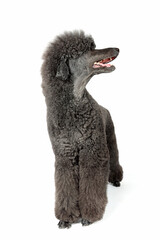 black royal poodle isolated on white background 