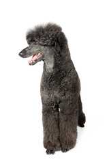 black royal poodle isolated on white background 