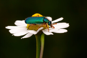 Close up  beautiful  insect in the garden