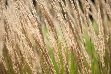 Fototapeta premium close up of grass
