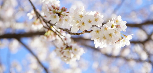 Obraz premium 大阪桜ノ宮 桜並木