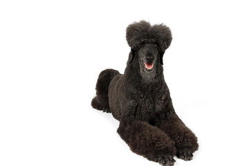 black royal poodle isolated on white background 