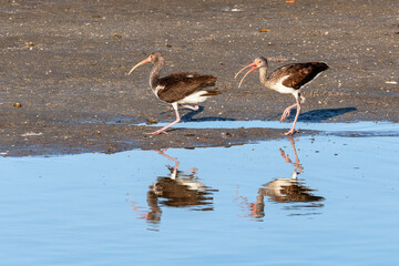 A pair of immature ibis birds are reflected in a pond as they search for food in the early morning at Ding Darling National Wildlife Refuge on Sanibel Island Florida.