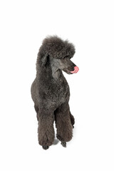 dog who licking lips