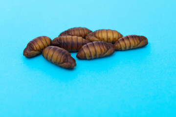 Silkworm chrysalises on blue background