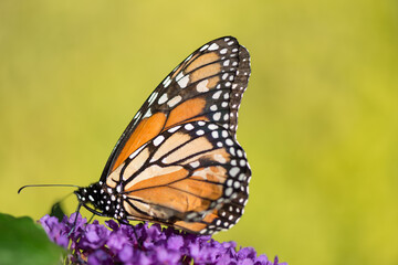 monarch butterfly with color variation on wing (green bokeh background)