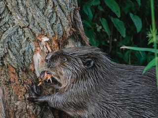Beaver eating away at bark of a tree