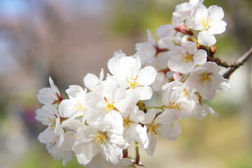 大阪桜ノ宮　桜並木