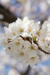 大阪桜ノ宮　桜並木