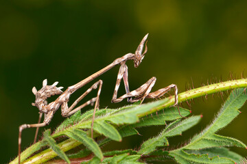 Close up of pair of Beautiful European mantis ( Mantis religiosa )