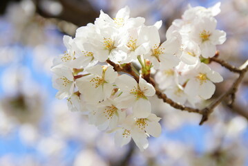大阪桜ノ宮　桜並木