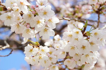 Naklejka premium 大阪桜ノ宮 桜並木
