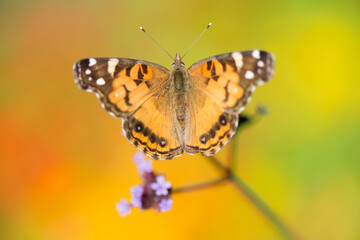 Fototapeta na wymiar butterfly on a orange green bokeh background (blank space)
