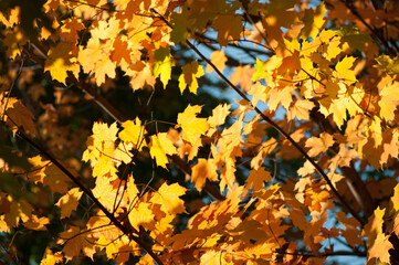 Fototapeta na wymiar autumn maple leaves background