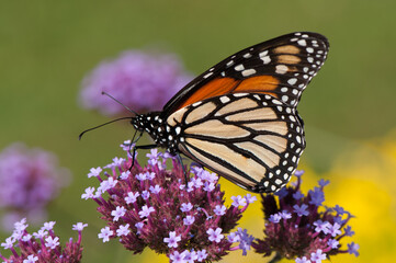 monarch butterfly on verbena flower