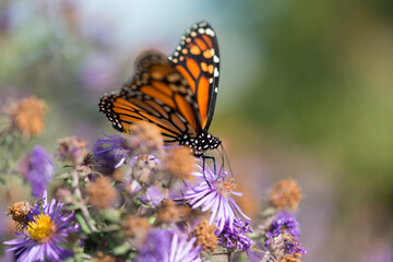 Fototapeta na wymiar butterfly searching for nectar in an aster blossom (on a bokeh background)