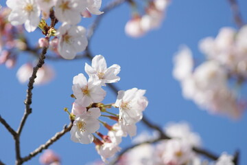 大阪桜ノ宮　桜並木