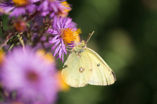 sulphur butterfly on a violet aster blossom