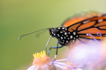 Fototapeta na wymiar monarch butterfly on a blossom close up - bokeh background (blank space)