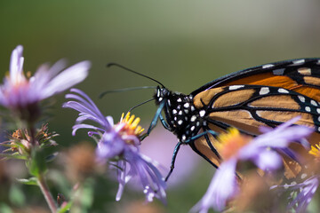 monarch butterfly on violet flower