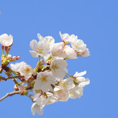 満開の桜