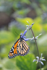 monarch butterfly on a blue flower - bokeh background
