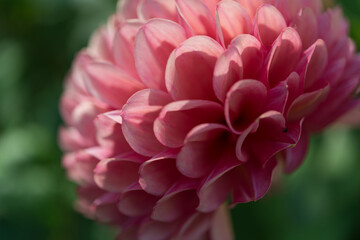 close up of a pink dahlia blossom in the sun