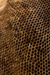 honeycomb wasp