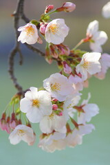 満開の桜