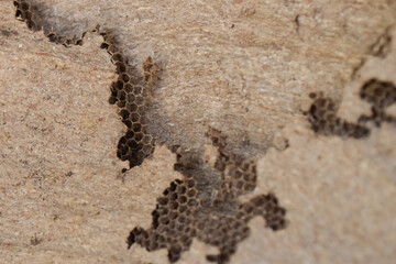 honeycomb wasp