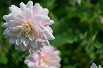 pink dahlia flowers on a green background