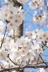 満開の桜