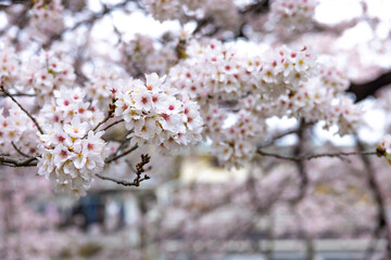 Cherry blossom at the park cloudy day
