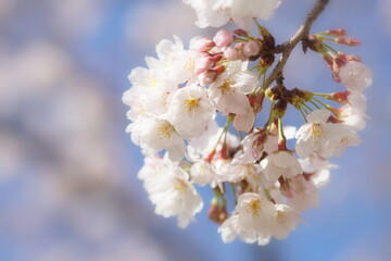 満開の桜