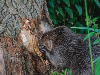 Beaver eating away at bark of a tree