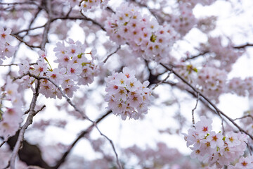 Cherry blossom at the park cloudy day